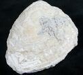 Crystal Filled Fossil Clam - Rucks Pit, FL #7865-2